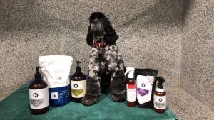 Dog grooming essentials