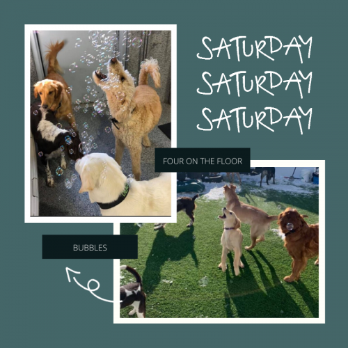 Choosing the right Daycare for your dog. Four On The Floor